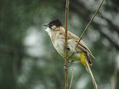 Brown-breasted Bulbul