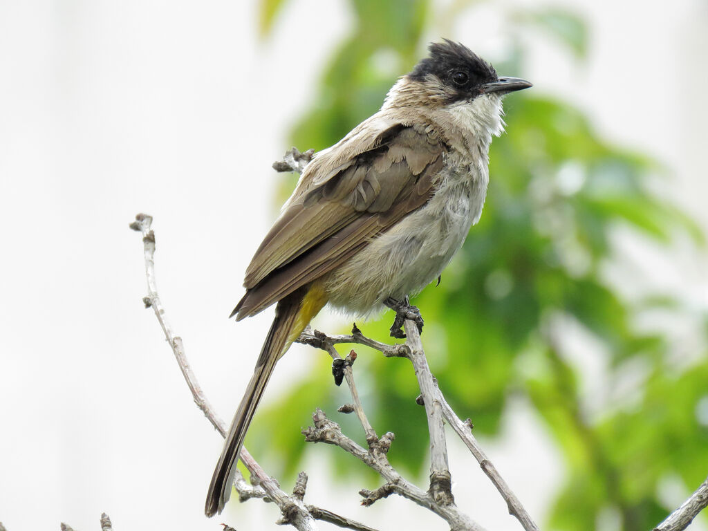 Brown-breasted Bulbul