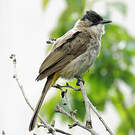 Bulbul à poitrine brune