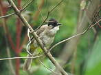 Bulbul à poitrine brune