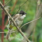 Bulbul à poitrine brune