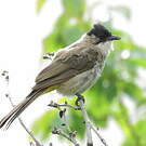 Bulbul à poitrine brune