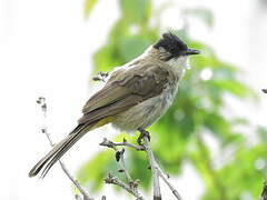 Bulbul à poitrine brune