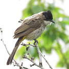 Bulbul à poitrine brune