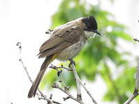 Bulbul à poitrine brune