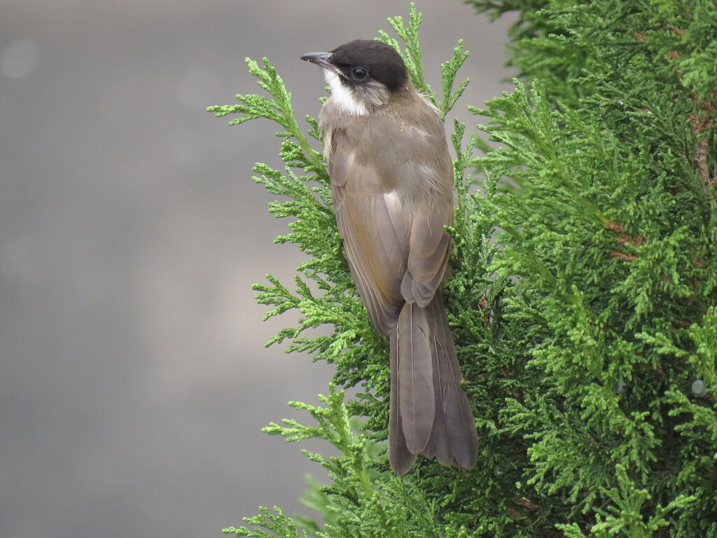 Bulbul à poitrine bruneimmature