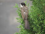 Bulbul à poitrine brune