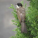 Bulbul à poitrine brune