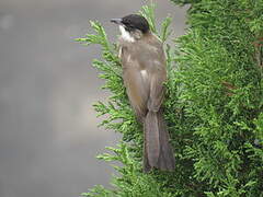 Brown-breasted Bulbul