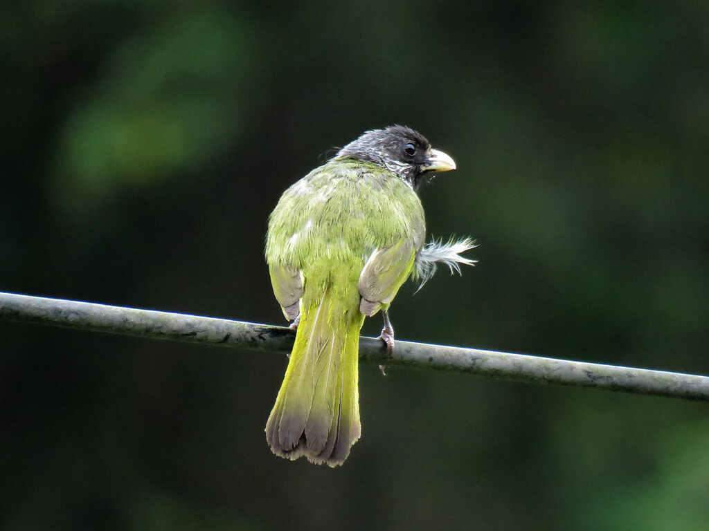 Bulbul à semi-collier