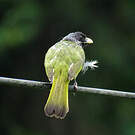 Bulbul à semi-collier