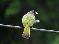 Bulbul à semi-collier