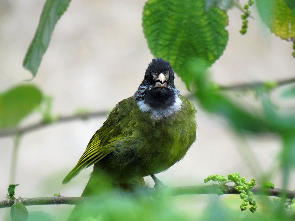 Collared Finchbill