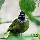 Bulbul à semi-collier