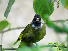 Collared Finchbill