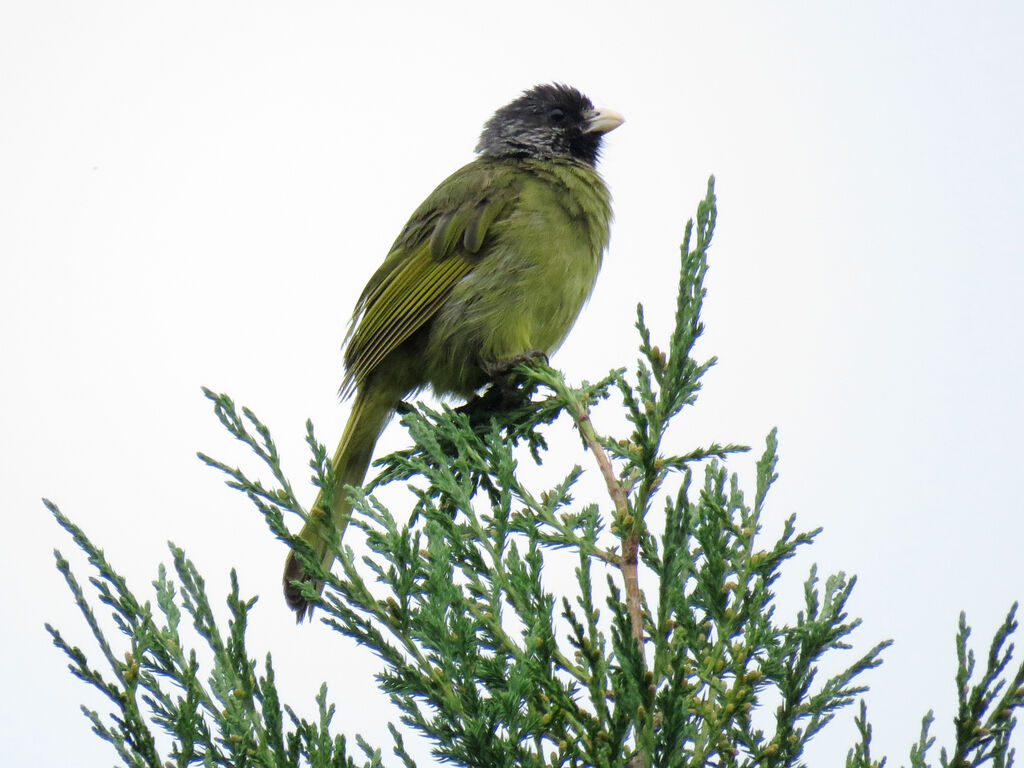 Collared Finchbill