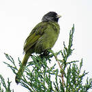 Bulbul à semi-collier