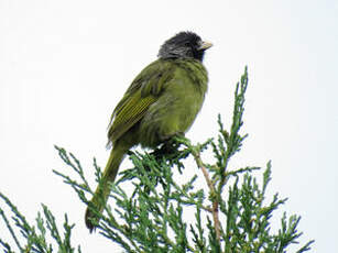 Bulbul à semi-collier