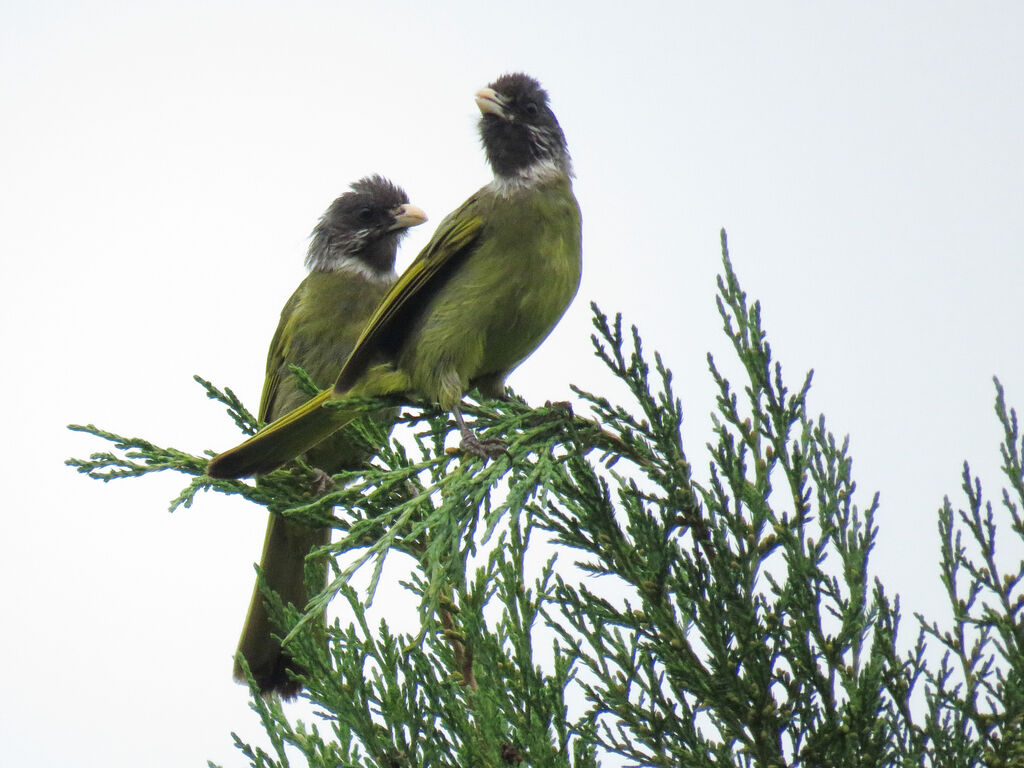 Bulbul à semi-collier