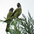 Bulbul à semi-collier