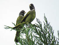 Bulbul à semi-collier