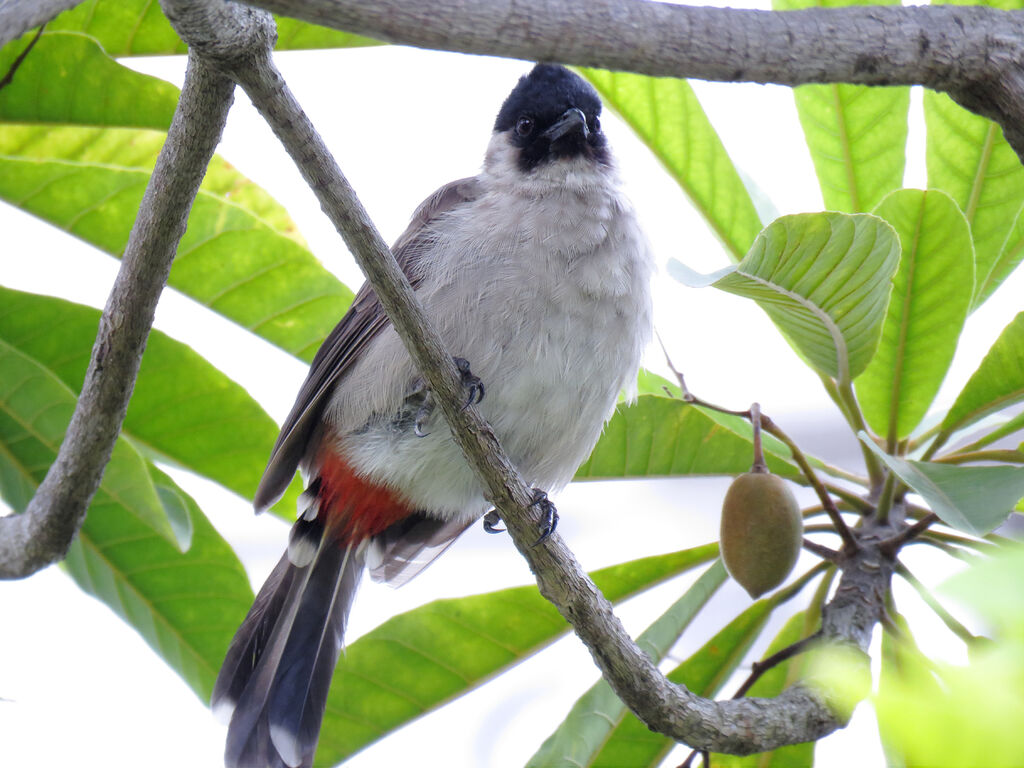 Bulbul cul-d'or