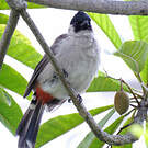 Bulbul cul-d'or