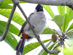 Sooty-headed Bulbul