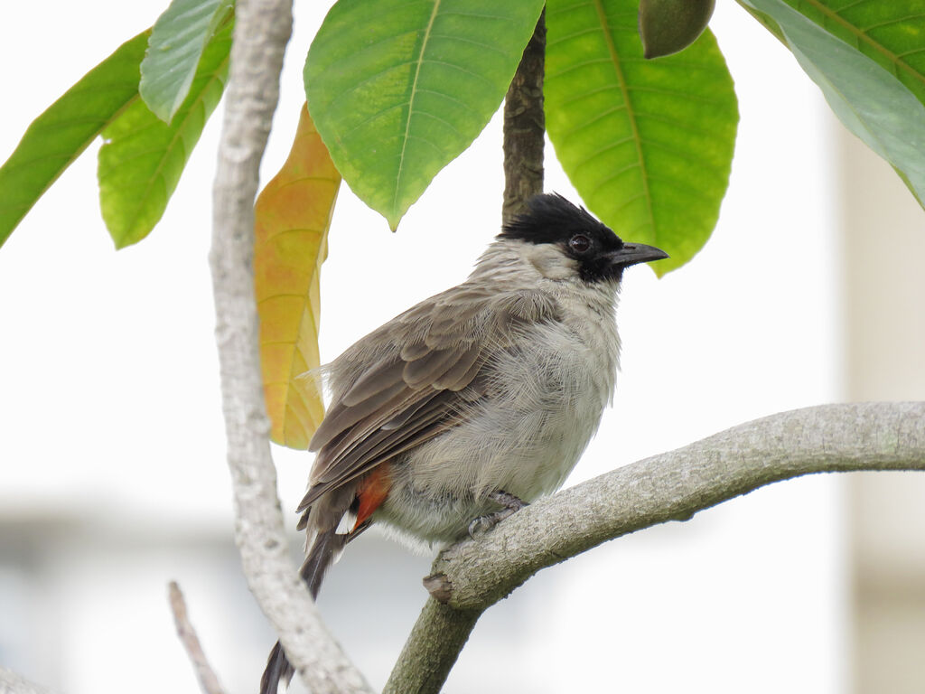 Bulbul cul-d'or