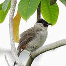 Bulbul cul-d'or