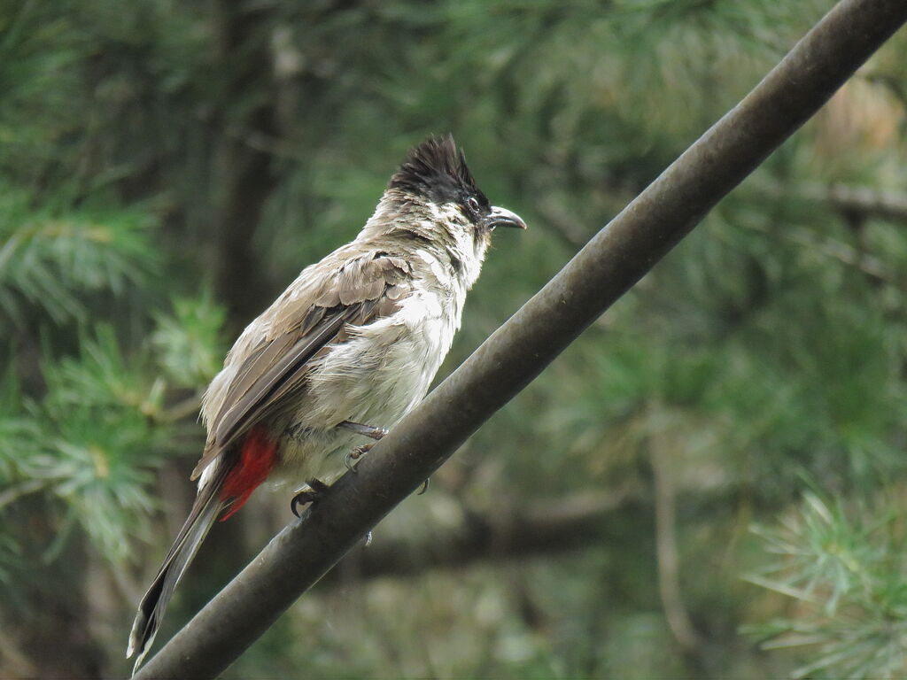 Sooty-headed Bulbul