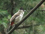 Bulbul cul-d'or