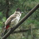 Bulbul cul-d'or