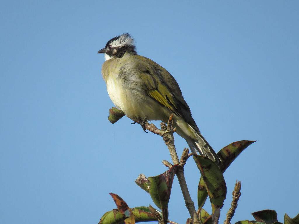 Light-vented Bulbul