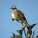 Bulbul de Chine