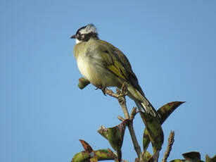 Bulbul de Chine