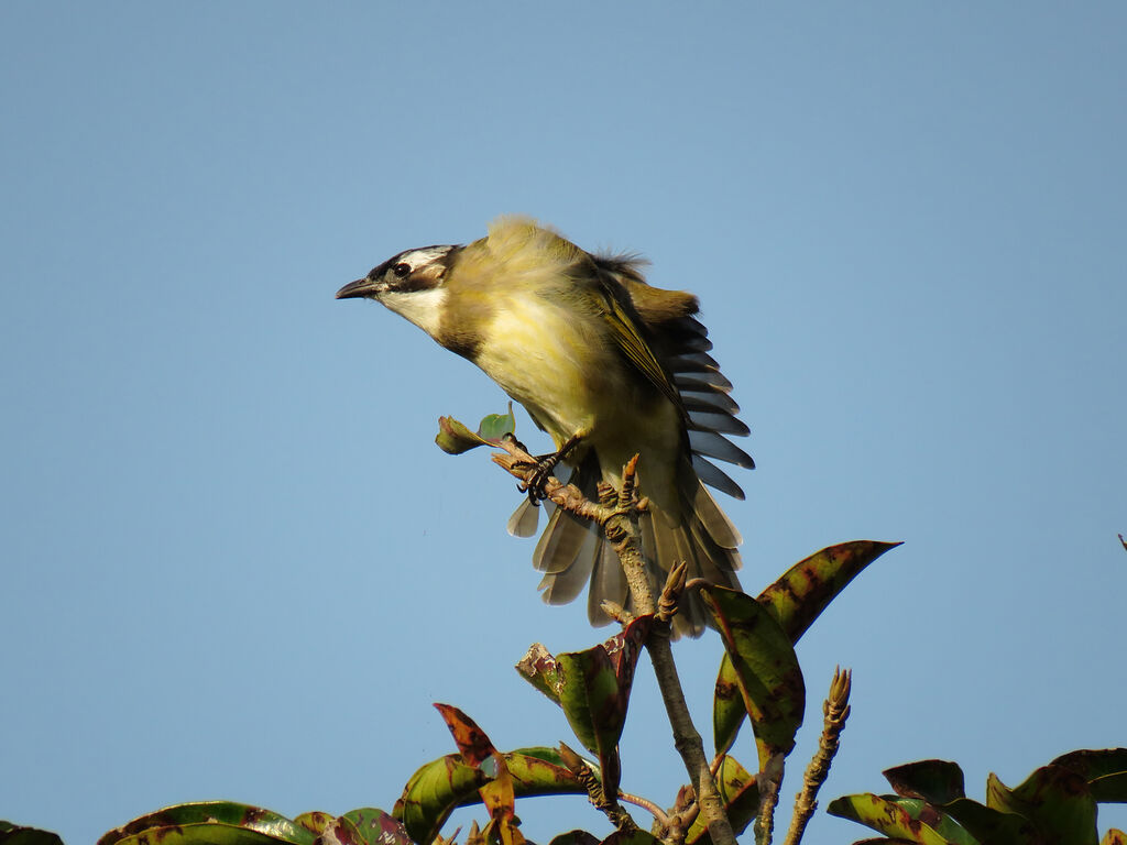 Light-vented Bulbul