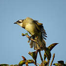 Bulbul de Chine