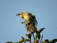 Bulbul de Chine