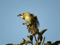 Light-vented Bulbul