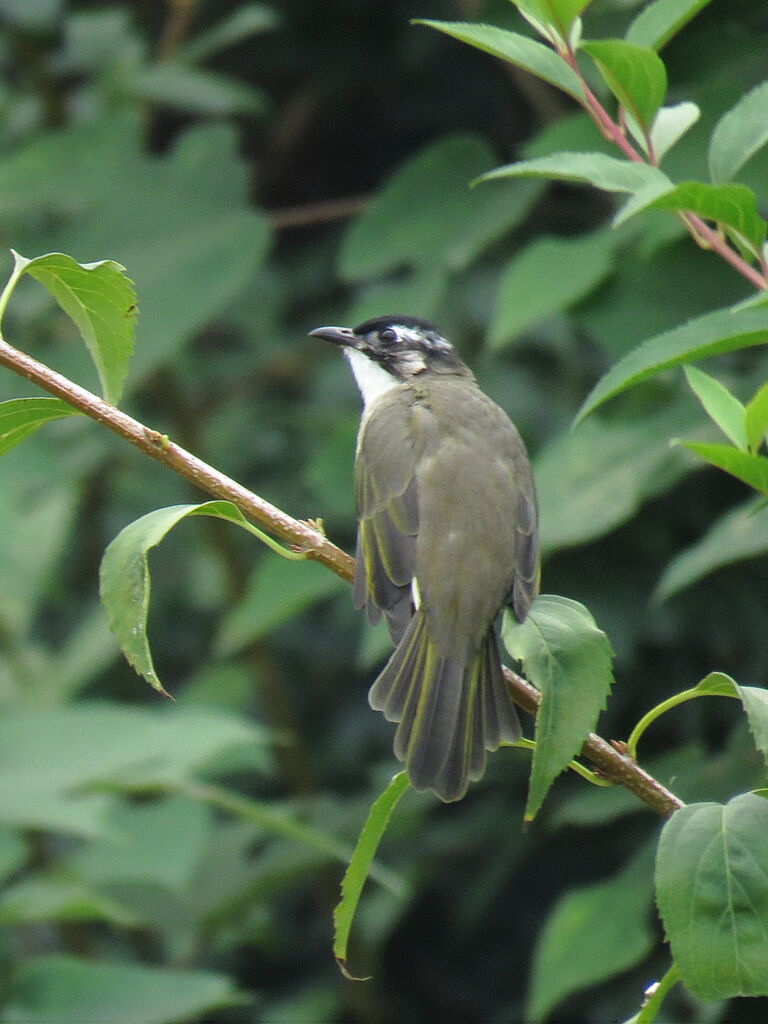 Bulbul de Chine