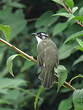 Bulbul de Chine