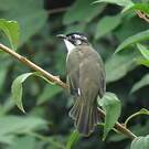Bulbul de Chine