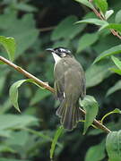 Light-vented Bulbul