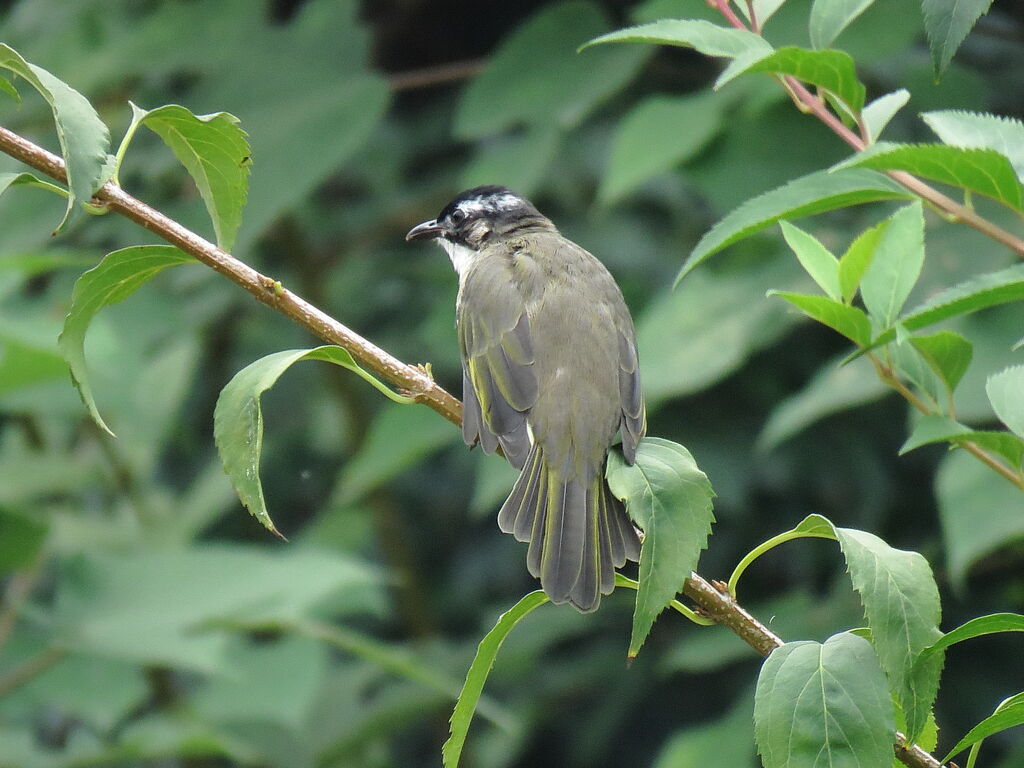 Light-vented Bulbul