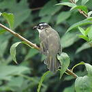 Bulbul de Chine