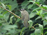 Bulbul de Chine