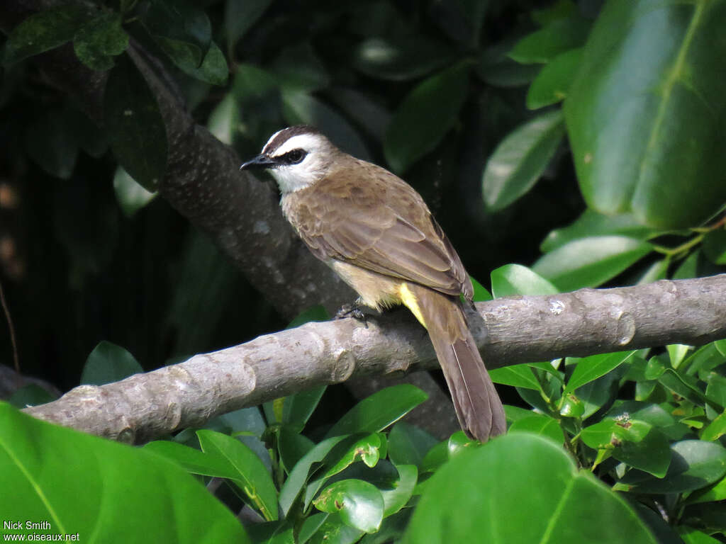 Bulbul goiavieradulte, identification