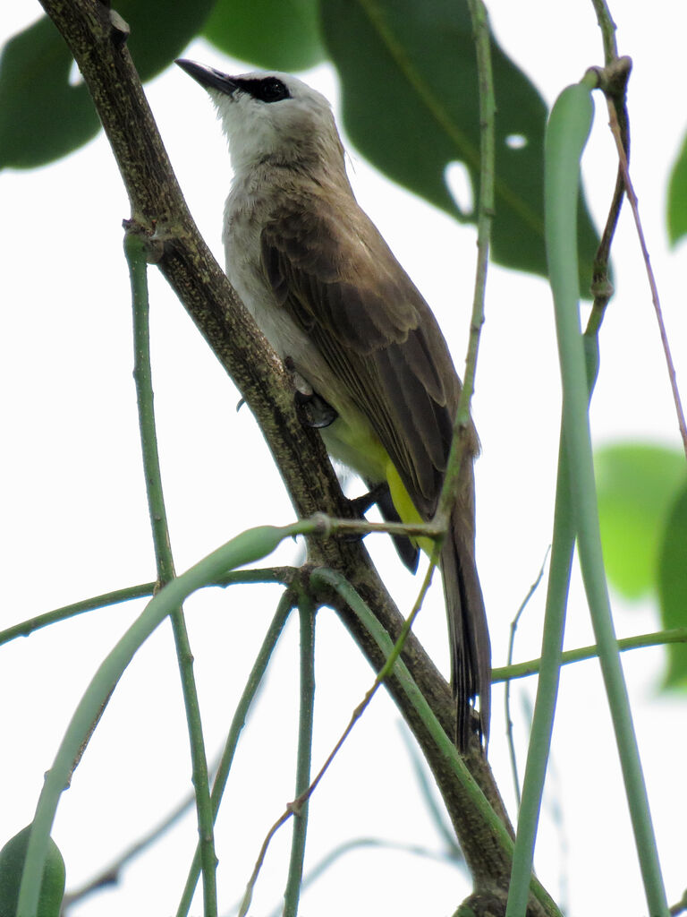 Yellow-vented Bulbul