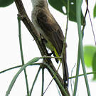 Bulbul goiavier